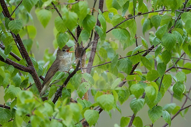 Thick-billed Warbler, Arundinax aedon aedon, Russia (Baikal), adult stock-image by Agami/Ralph Martin,