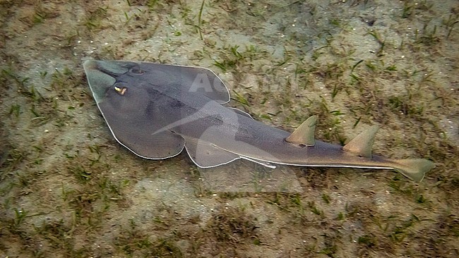 Male Halavi Guitarfish on the seagrass in Marsa Alam area in Red Sea, Egypt. stock-image by Agami/Vincent Legrand,