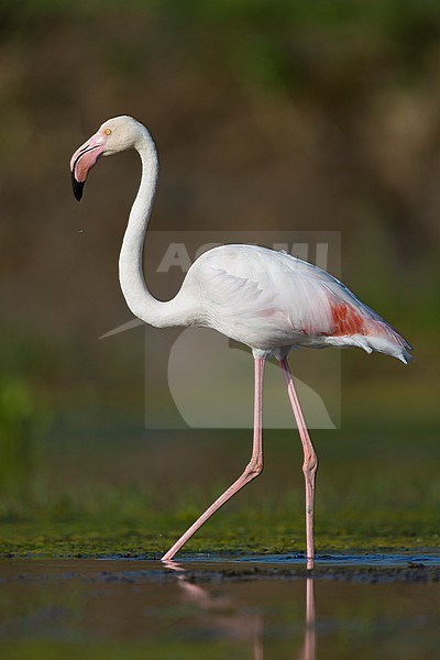 Greater Flamingo (Phoenicopterus roseus), side view of an adult standing in a swamp, Campania, Italy stock-image by Agami/Saverio Gatto,