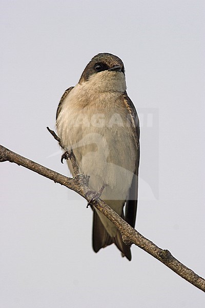Tree Swallow (Tachycineta bicolor) in Toronto, Ontario, Canada. stock-image by Agami/Glenn Bartley,