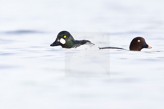 Pair of Common Goldeneye (Bucephala clangula ssp. clangula) swimming in a lake in Germany during winter. Male on the left. stock-image by Agami/Ralph Martin,