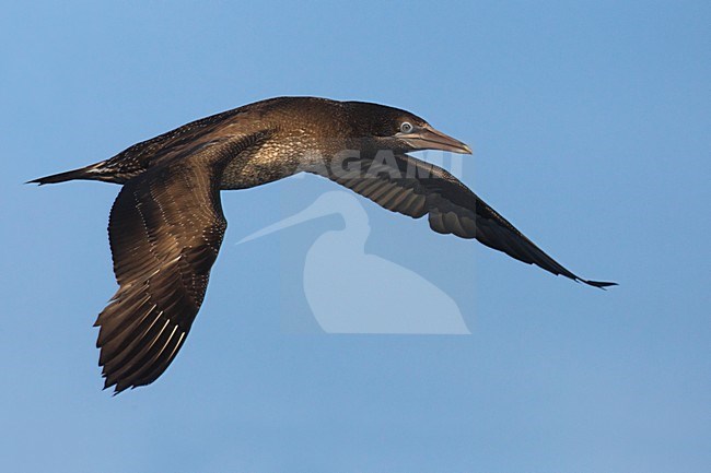 Juveniel Jan-van-gent in de vlucht; Juvenile Northern Gannet in flight stock-image by Agami/Daniele Occhiato,