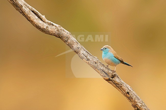 Blue Waxbill (Uraeginthus angolensis), also known as Southerm Cordon-bleu, in Kruger National park South Africa. Perched on a stick  against a brown natural background. stock-image by Agami/Marc Guyt,