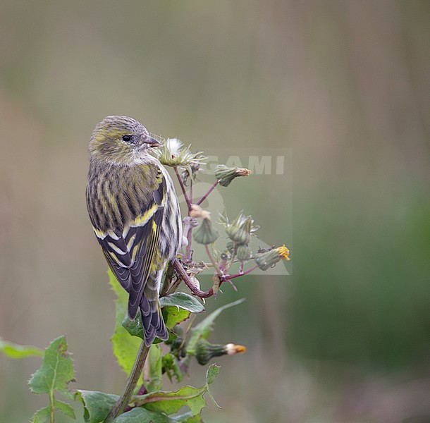 Eurasian Siskin, Sijs, Carduelis spinus stock-image by Agami/Arie Ouwerkerk,