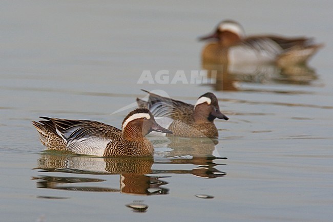 Zwemmend mannetje Zomertaling; Swimming male Garganey stock-image by Agami/Daniele Occhiato,