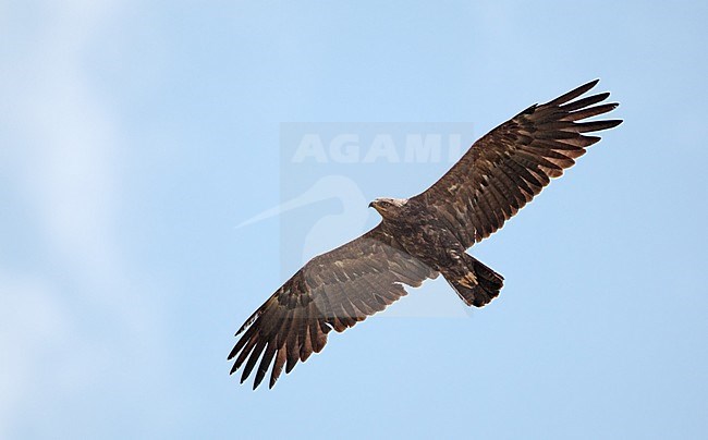 Adult Lesser Spotted Eagle in flight over Zemplen Mountains, Hungary. Flying against a blue sky, seen from below, bird looking down. stock-image by Agami/Helge Sorensen,