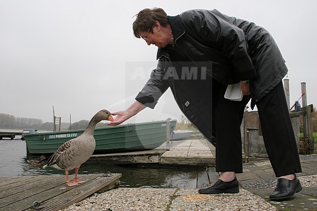 Grauwe Gans wordt gevoerd; Grey-lag Goose being fed stock-image by Agami/Chris van Rijswijk,