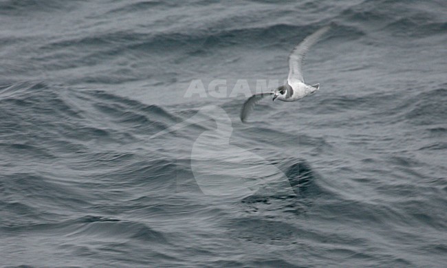 Blauwe Stormvogel vliegend boven de oceaan; Blue Petrel flying above the ocean stock-image by Agami/Marc Guyt,