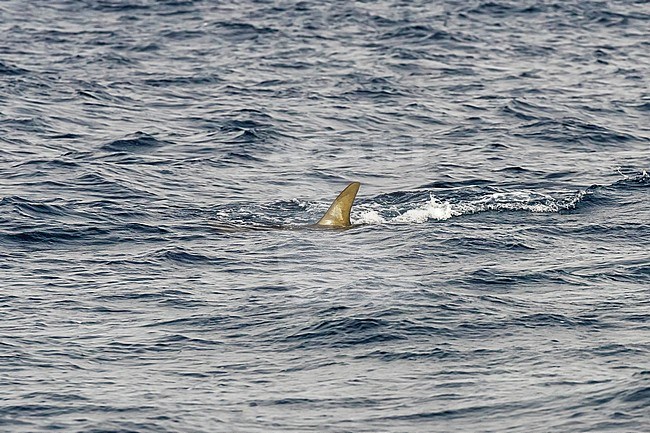 Scalloped Hammerhead Shark fishing our bait near Sao Nicolau, Cape Verde. June 04, 2018. stock-image by Agami/Vincent Legrand,