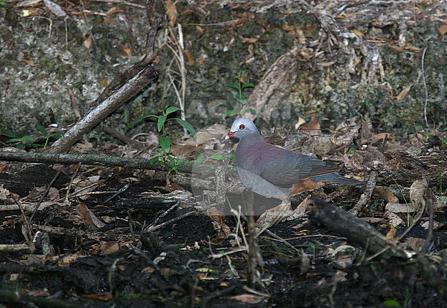 Grey-fronted quail-dove (Geotrygon caniceps) on Cuba. Walking on the ground. stock-image by Agami/Pete Morris,