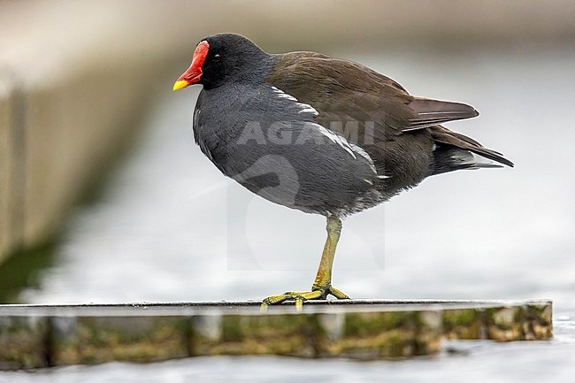 Adult Common Moorhen (Gallinula chloropus) stretching wing in Mariadal Parc, Zaventem, Brabant, Belgium. stock-image by Agami/Vincent Legrand,