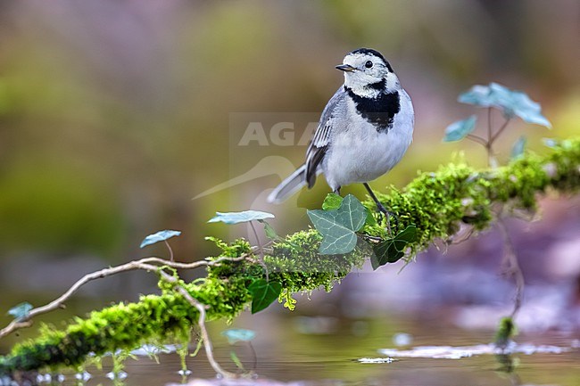 White Wagtail (Motacilla alba) in Italy. stock-image by Agami/Daniele Occhiato,