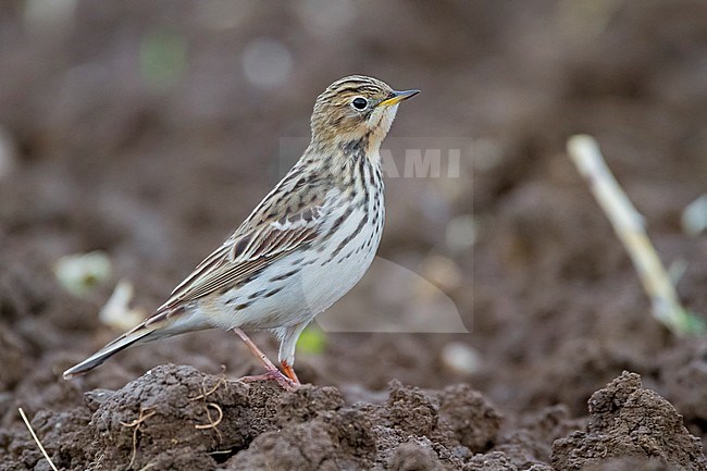 Red-throated Pipit (Anthus cervinus), second year individual standing on the ground stock-image by Agami/Saverio Gatto,