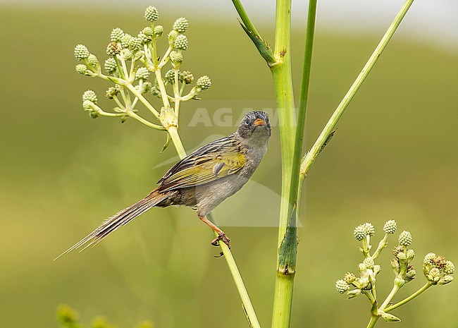 Lesser Grass-finch, Emberizoides ypiranganus, perched on plant in Southern Cone grasslands stock-image by Agami/Andy & Gill Swash ,