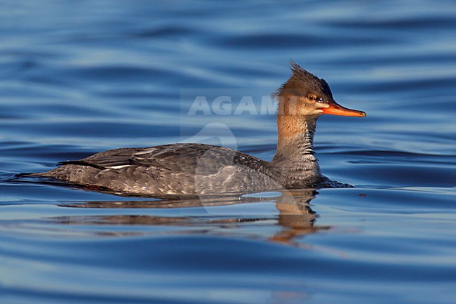 Smergo minore; Red-breasted Merganser; Mergus serrator stock-image by Agami/Daniele Occhiato,