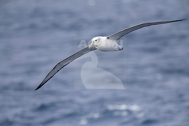 Adult White-capped Albatross (Thalassarche steadi) flying above the southern pacific ocean off New Zealand. stock-image by Agami/Marc Guyt,