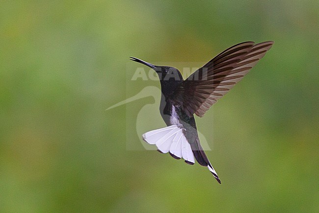 Black Jacobin (Florisuga fusca) in flight against a green natural background in Brazil. stock-image by Agami/Harvey van Diek,