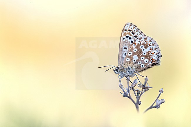 Chalk hill blue warming up during sunrise on a chalk grassland in the Rhön, Bavaria, Germany stock-image by Agami/Onno Wildschut,
