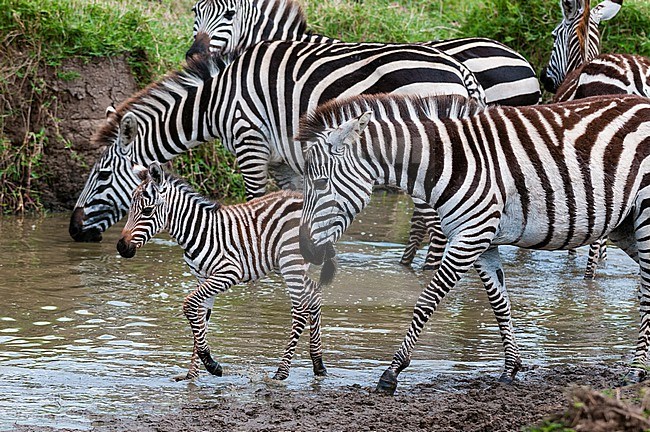 Plains zebras, Equus quagga, and a colt at waterhole. Masai Mara National Reserve, Kenya. stock-image by Agami/Sergio Pitamitz,