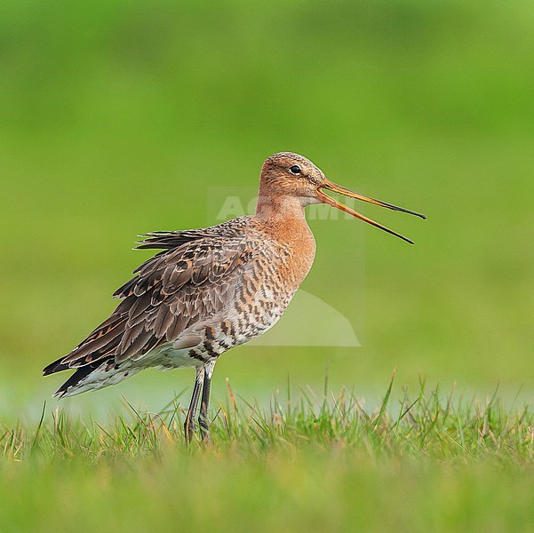 Adult Black-tailed Godwit (Limosa limosa) during spring in a wet meadow in Marken, Netherlands. stock-image by Agami/Marc Guyt,