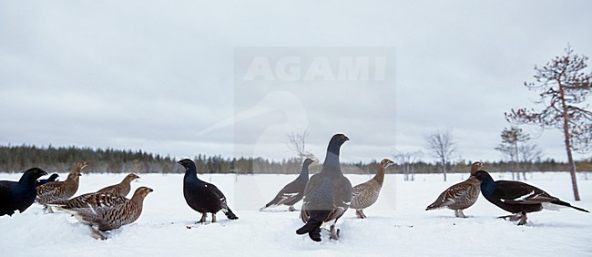 Korhoenders in het veld, Black Grouse in the field stock-image by Agami/Markus Varesvuo,