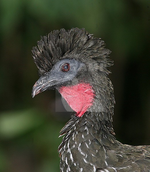 A captive Crested Guan (Penelope purpurascens aequatorialis) in Costa Rica. stock-image by Agami/Tom Friedel,