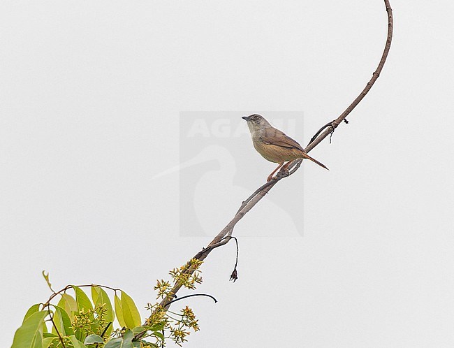 Whistling Cisticola (Cisticola lateralis) in Angola. stock-image by Agami/Pete Morris,