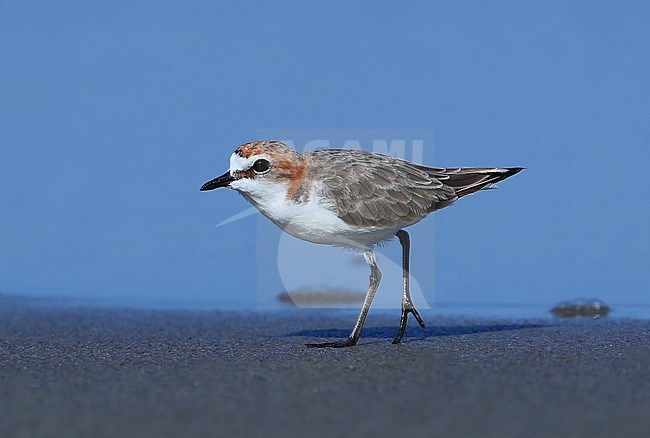 Adult  female Red-capped Plover, Charadrius ruficapillus, at Noah beach - Cap Tribulation - Queensland - Australia. stock-image by Agami/Aurélien Audevard,