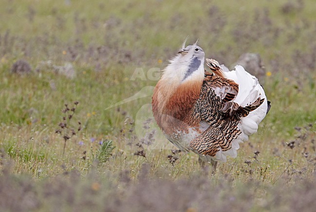 Baltsend mannetje Grote trap; Male Great Bustard displaying stock-image by Agami/Markus Varesvuo,