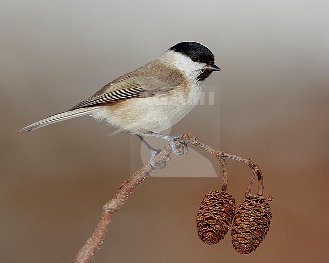 Marsh Tit (Poecile palustris italicus), side view of an adult perched on a branch, Campania, Italy stock-image by Agami/Saverio Gatto,