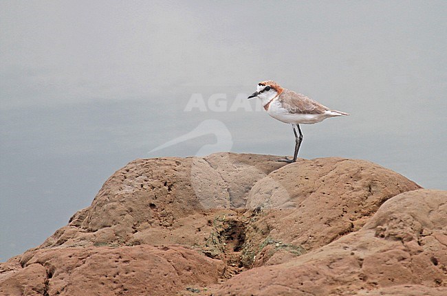 Chestnut-banded plover (Charadrius pallidus) adult stock-image by Agami/Pete Morris,