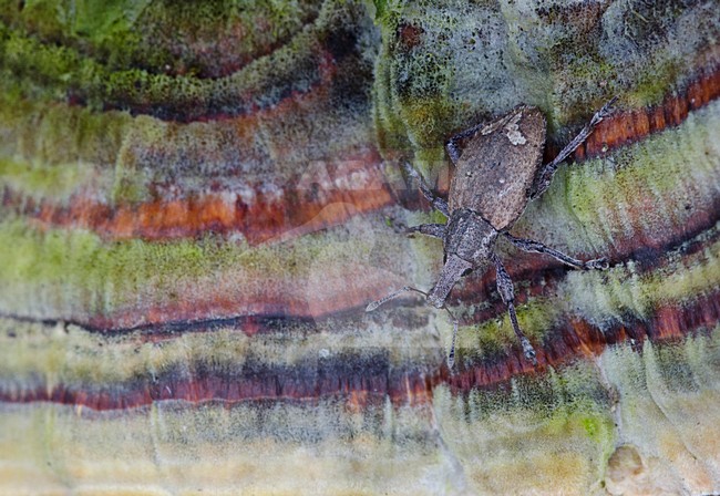 Snuitkevertje op een paddenstoel, Weevil on a fungus stock-image by Agami/Rob de Jong,