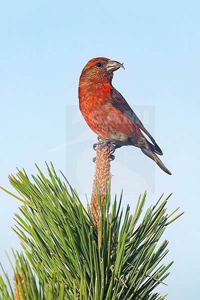 Adult male
Jefferson Co., CO
June 2023 stock-image by Agami/Brian E Small,