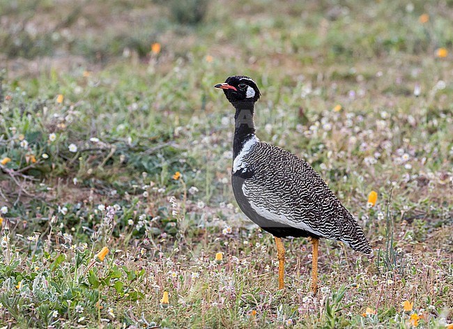 Male Southern Black Korhaan (Afrotis afra) in South Africa. stock-image by Agami/Pete Morris,
