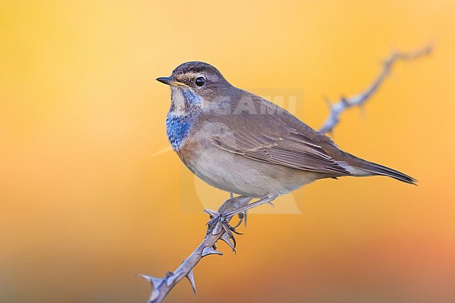 Male Bluethroat, Luscinia svecica, in Italy during autumn migration. stock-image by Agami/Daniele Occhiato,