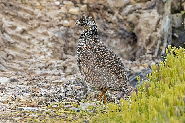 Snow Mountain Quail (Synoicus monorthonyx) in West Papua, Indonesia. stock-image by Agami/Pete Morris,