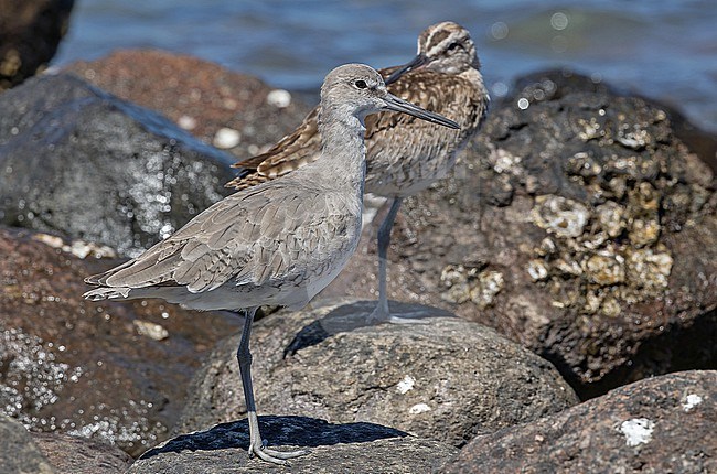 Wintering Western Willet, Tringa semipalmata semipalmata, in Western Mexico. Resting on shore. stock-image by Agami/Pete Morris,