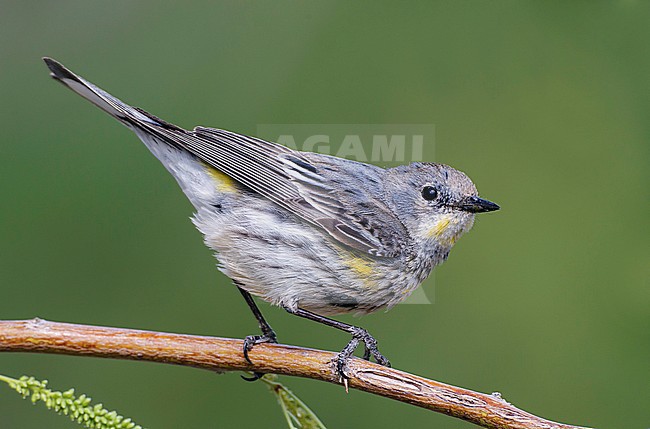 Adult female
Riverside Co., CA
April 2012 stock-image by Agami/Brian E Small,