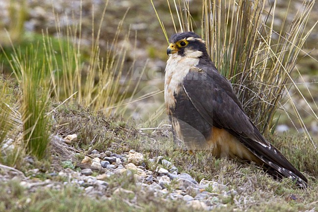 Aplomadovalk, Aplomado Falcon stock-image by Agami/Dubi Shapiro,