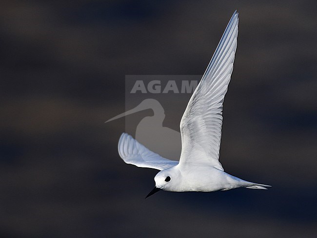 White Tern (Gygis alba) in flight in front of Boatswain Island off Ascension island in the central Atlantic Ocean. stock-image by Agami/Laurens Steijn,
