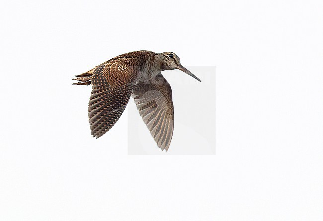 Male Eurasian Woodcock (Scolopax rusticola) in display flight at dusk above a forest in Finland. Side view, showing upper wing. stock-image by Agami/Dick Forsman,