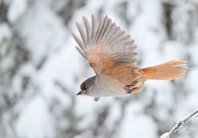 Siberian Jay (Perisoreus infaustus) Kuusamo Finland January 2019 stock-image by Agami/Markus Varesvuo,