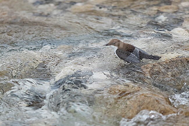 White-throated Dipper (Cinclus cinclus aquaticus) feeding in a alpine Rivulet in Bavaria, Germany. Feathers show its water repellent characteristics. stock-image by Agami/Mathias Putze,