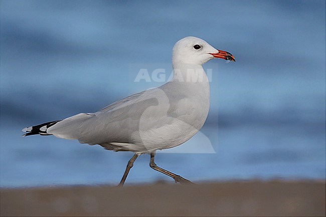 Audouin's Gull, Adult walking on a beach, Campania, Italy (Ichthyaetus  audouinii) stock-image by Agami/Saverio Gatto,