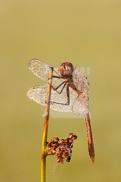Steenrode Heidelibel, Vagrant Darter stock-image by Agami/Theo Douma,