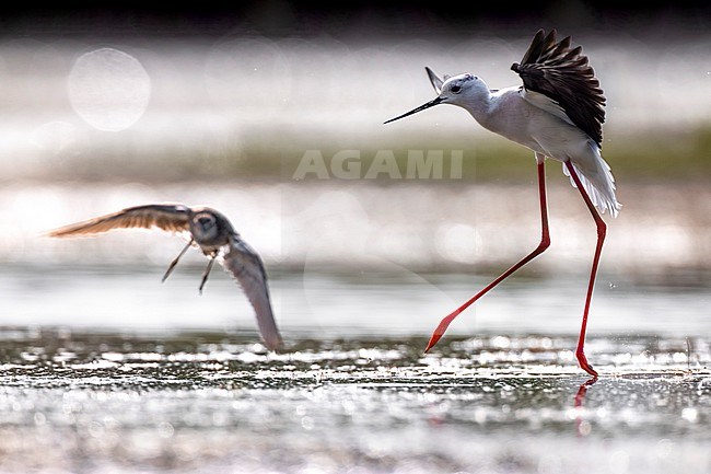Adult Black-winged Stilt (Himantopus himantopus) in Italy. stock-image by Agami/Daniele Occhiato,