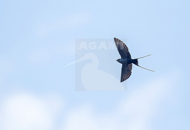 Flying Blue Swallow (Hirundo atrocaerulea) in South Africa. stock-image by Agami/Pete Morris,