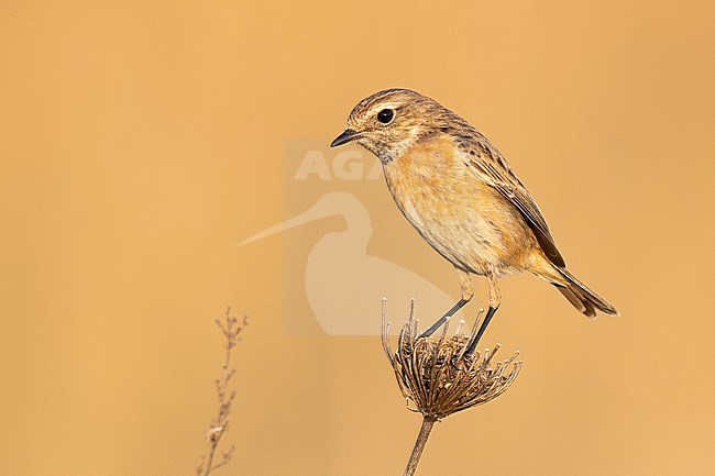 European Stonechat (Saxicola rubicola), side view of an adult female standing on a stem, Campania, Italy stock-image by Agami/Saverio Gatto,