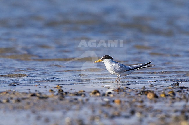 Saunders's Tern, Sternula saundersi, in Egypt. stock-image by Agami/Vincent Legrand,