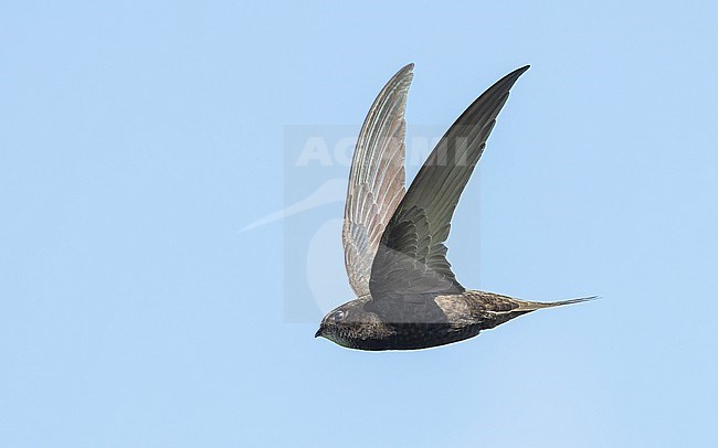 Common swift (Apus apus) in flight, looking up. stock-image by Agami/Lennart Verheuvel,